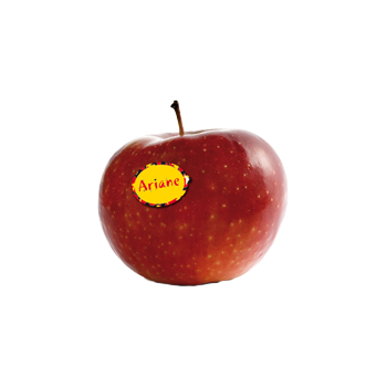 Pomme ariane