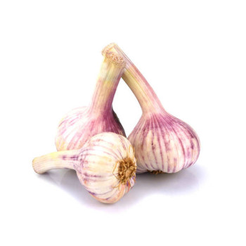 AIL - FILET 3 TÊTES