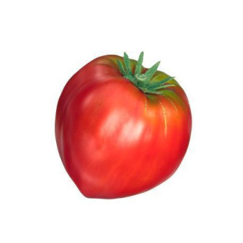 TOMATE - COEUR DE BOEUF