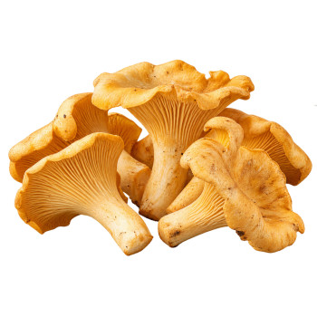 CHAMPIGNON - GIROLLES
