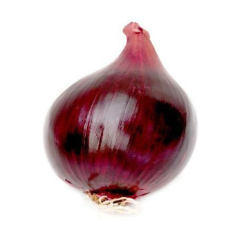 BULBE - OIGNON ROUGE