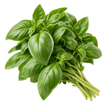 HERBE - BASILIC
