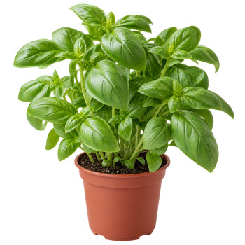 HERBE POT - BASILIC