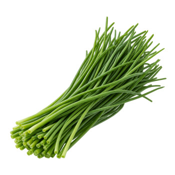 HERBE - CIBOULETTE
