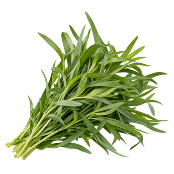 HERBE - ESTRAGON