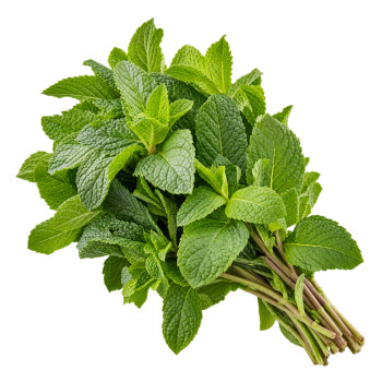 HERBE - MENTHE