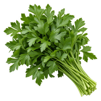 HERBE - PERSIL PLAT