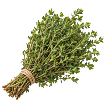 HERBE - THYM