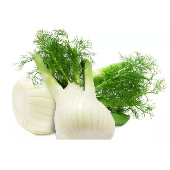 BULBE TIGE BIO - FENOUIL