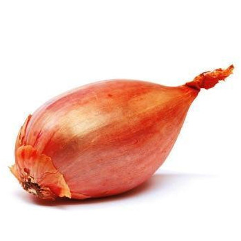 BULBE - ECHALOTE GRISE