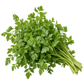 HERBE - CERFEUIL