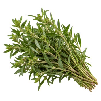 HERBE - SARRIETTE