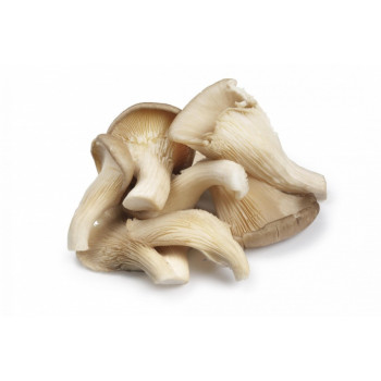 Champignon Pleurote