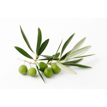 OLIVE PICHOLINE